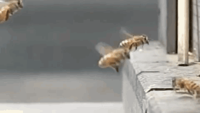 10.gif