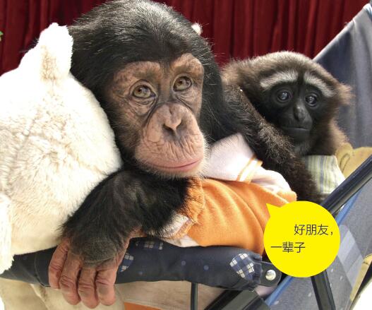 动物幼儿园里“全托”的动物小朋友共有11 位,我的年龄最大,小夜猴“宝宝”最小,它来到这个世界上不过20 天,其他动物也都只有三四个月大。我和妹妹“美素”经常联手对付东北虎“花花”,骑在它的身上不下来; 东北虎“花花”则揪着金丝猴“闹闹”的长尾巴不放;蜘蛛猴“臭臭”自己玩,一会儿荡轮胎形的秋千,一会儿贴着玻璃东张西望,一会儿去撩一下山魈