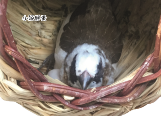 QQ截图20190227145212.png