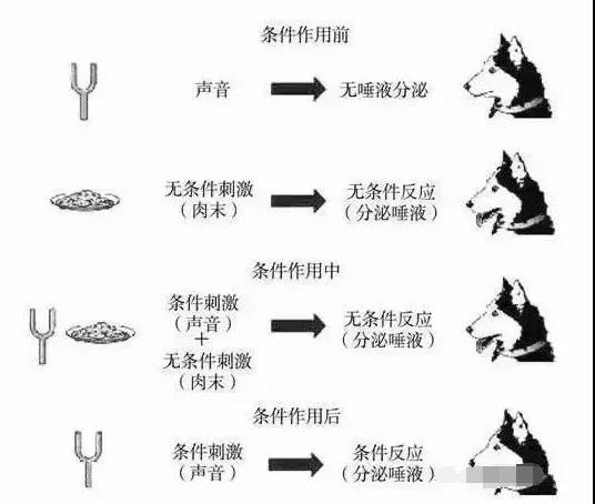 汪星人见了他有点怕怕的
