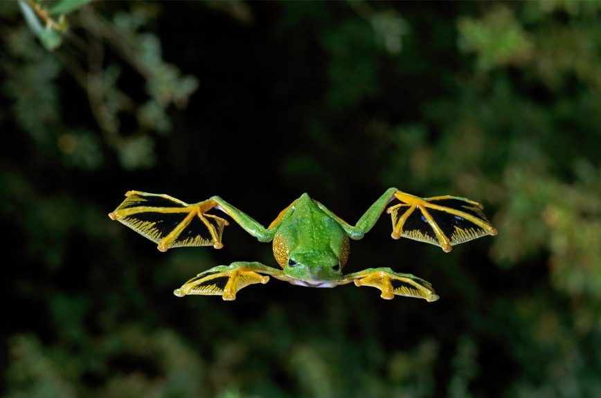 除了长翅膀的鸟儿,这些动物也能"飞"